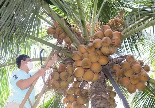 Dừa tươi Việt sắp xuất sang Trung Quốc, người Thái lo lặp lại kịch bản sầu riêng